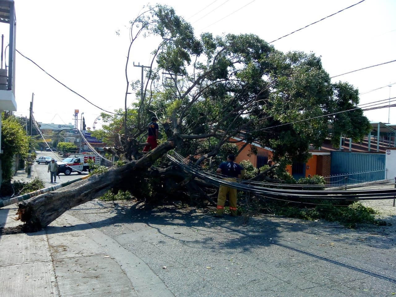 Cae Rbol Sobre Cables De Luz Telef No Y Cable En La Colonia Flores