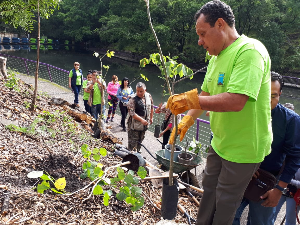 Reforestan Parque Barranca Chapultepec con árboles nativos Zona