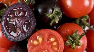 tomate-purpura--644x362