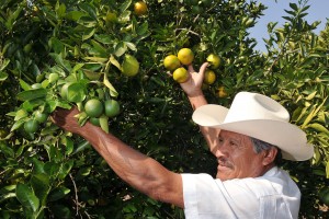  HUERTOS DE NARANJA (15)