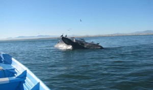 BALLENA 3