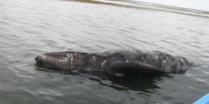 BALLENAS