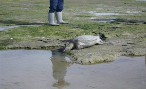 BALLENAS1