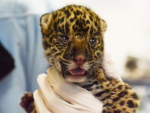 Nace jaguar hembra en el zoológico de Nuevo Laredo