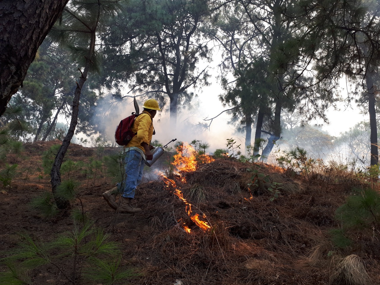 Liquidan Al 50 El Incendio Forestal De El Encinal En Santa María Y 100 En Santo Domingo En 3530