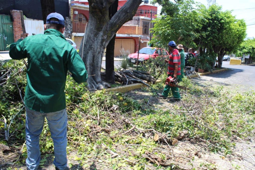 Realizan poda fitosanitaria a cuerpos arbóreos infectados en colonia Las  Águilas de Cuernavaca – Zona Centro Noticias