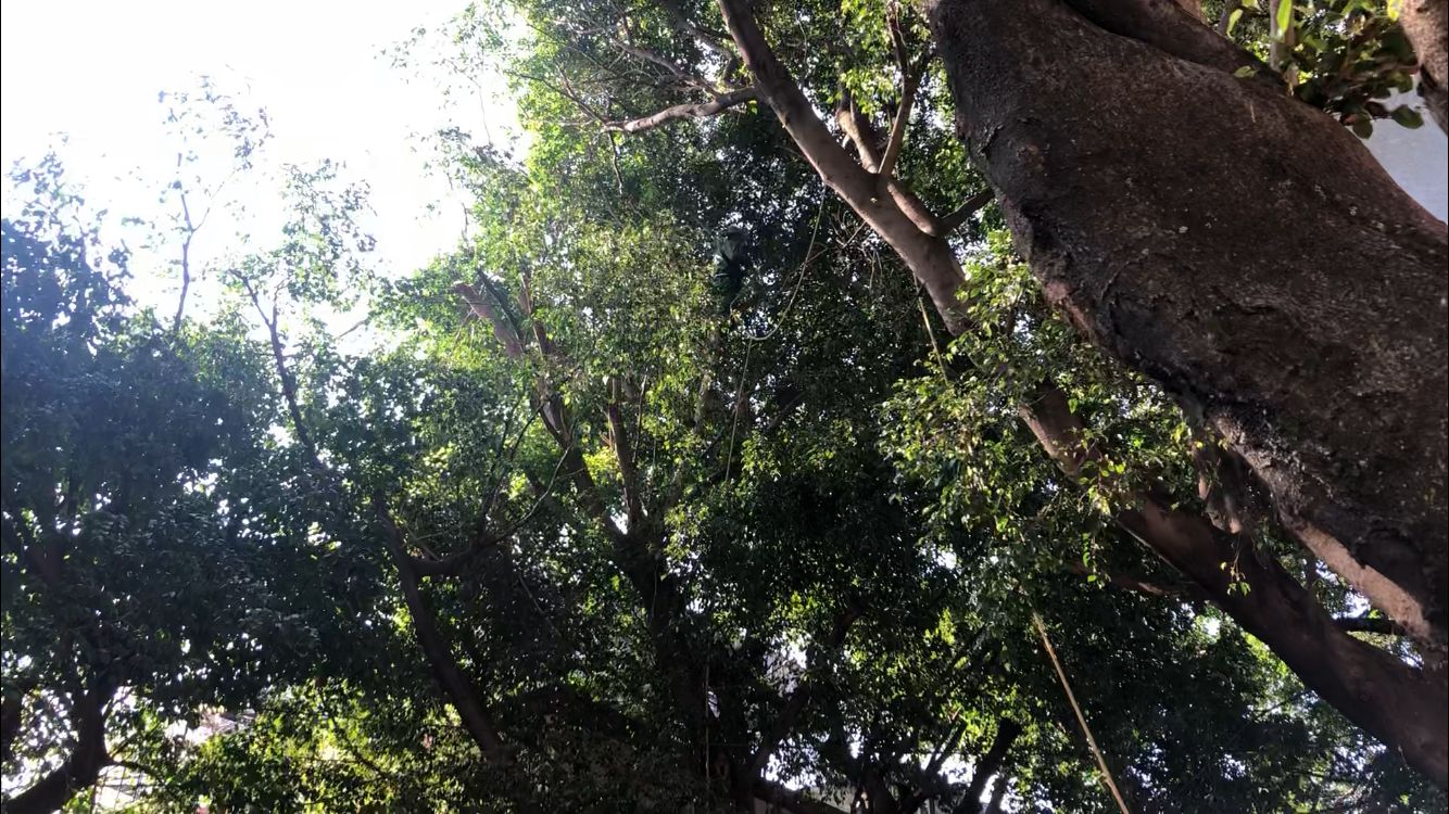 Antes de cortar o talar un árbol solicite permiso porque en Morelos es un  delito – Zona Centro Noticias