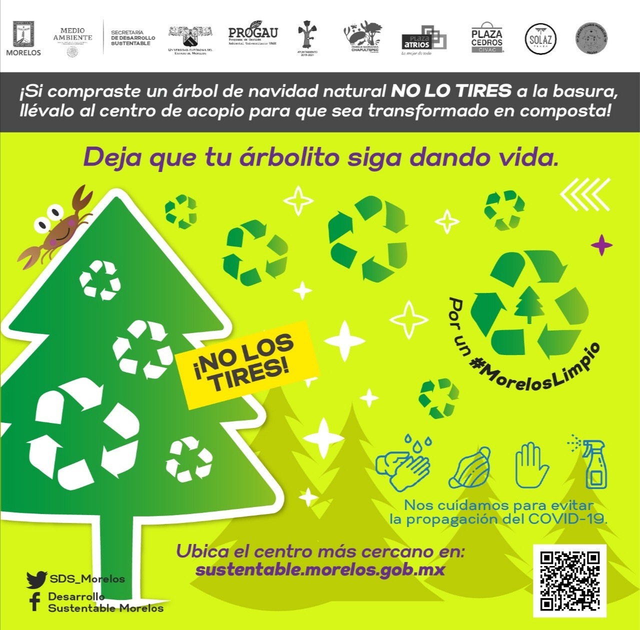 Por concluir campaña de Acopio de Árboles de Navidad en Morelos – Zona  Centro Noticias