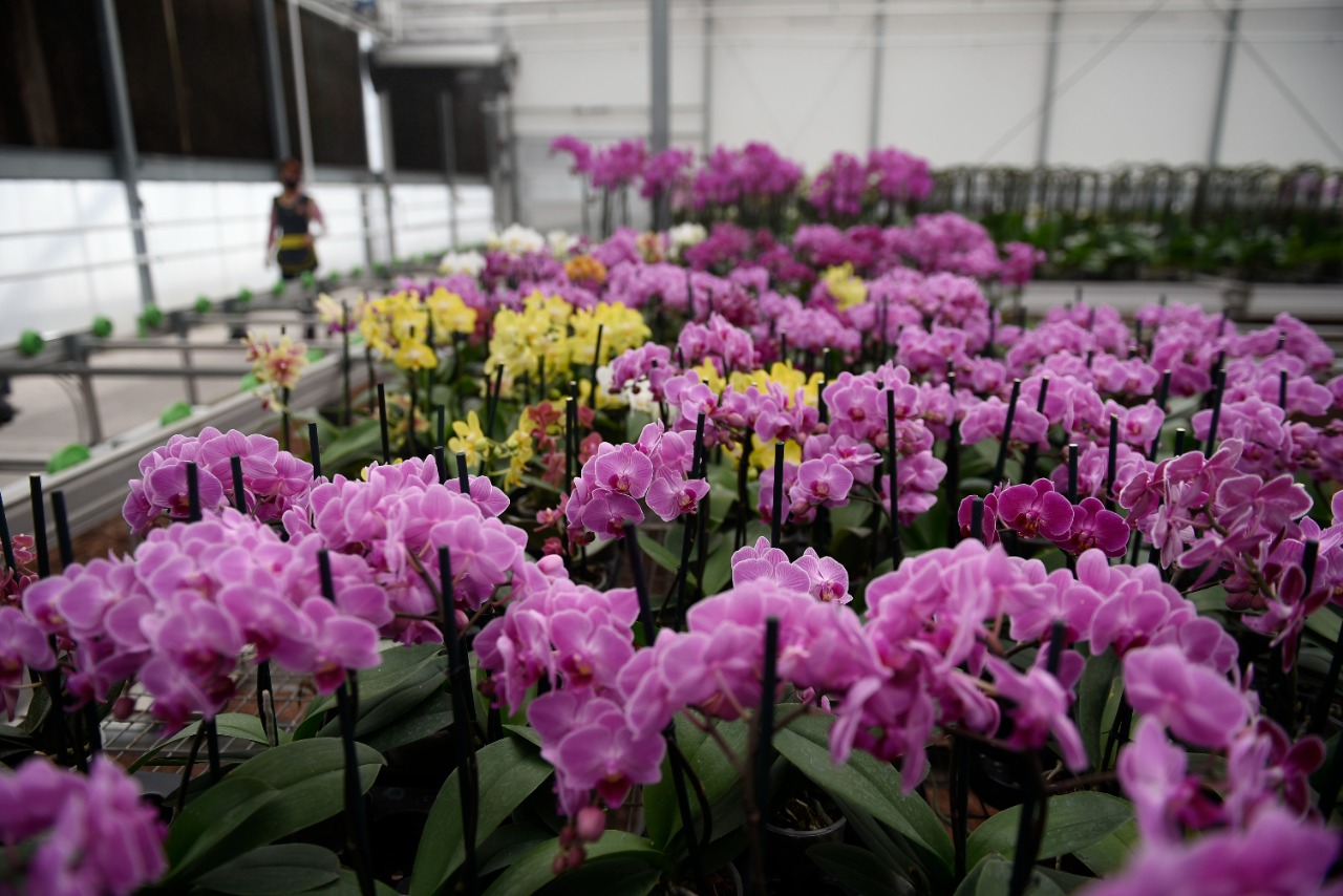Se alistan productores de orquídeas para temporada de mayor venta – Zona  Centro Noticias